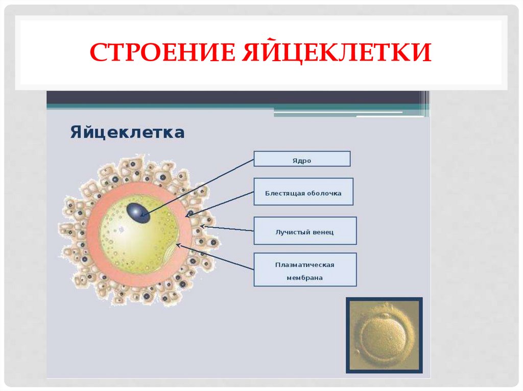 Яйцеклетка рисунок биология