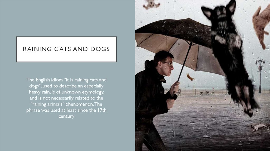 The rain of animals - online presentation