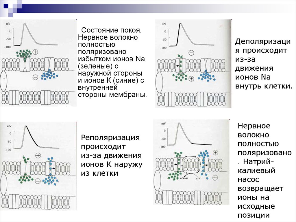 Механизм пд. Состояние покоя волокна нервной.