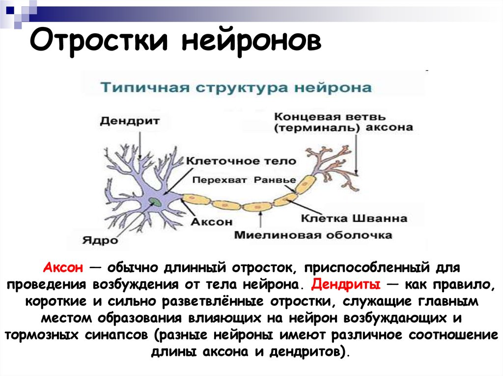 Как называется короткий нейрона. Нейроны головного мозга строение. Строение нейрона. Отростки нейрона. Нервная клетка Нейрон.