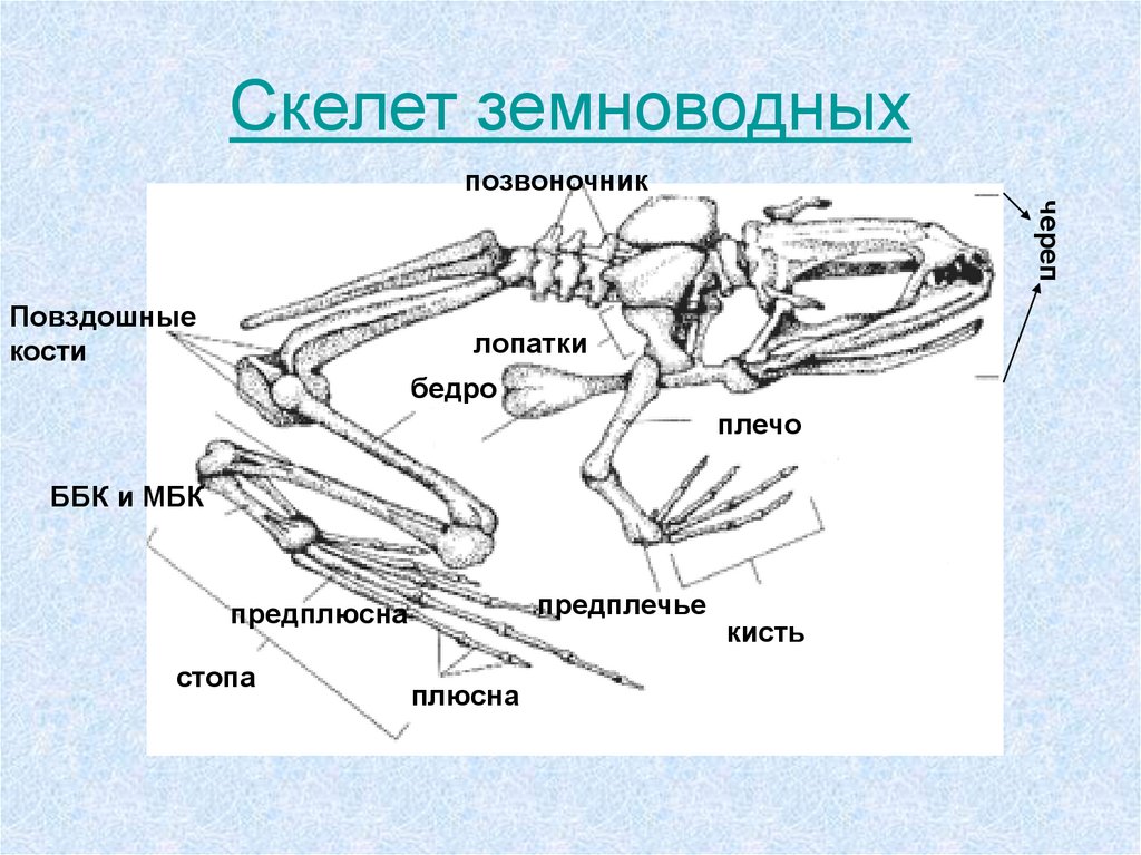 Скелет лягушки позвоночник. Строение скелета земноводных опорно двигательная система. Схема строения скелета земноводных. Опорно двигательная система земноводных амфибий. Скелет лягушки отделы позвоночника.