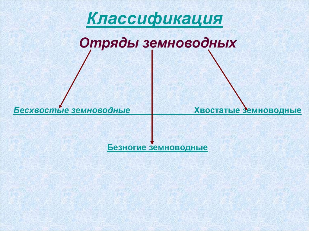 Отряды земноводных. Отряд бесхвостые систематика. Классификация отряд.