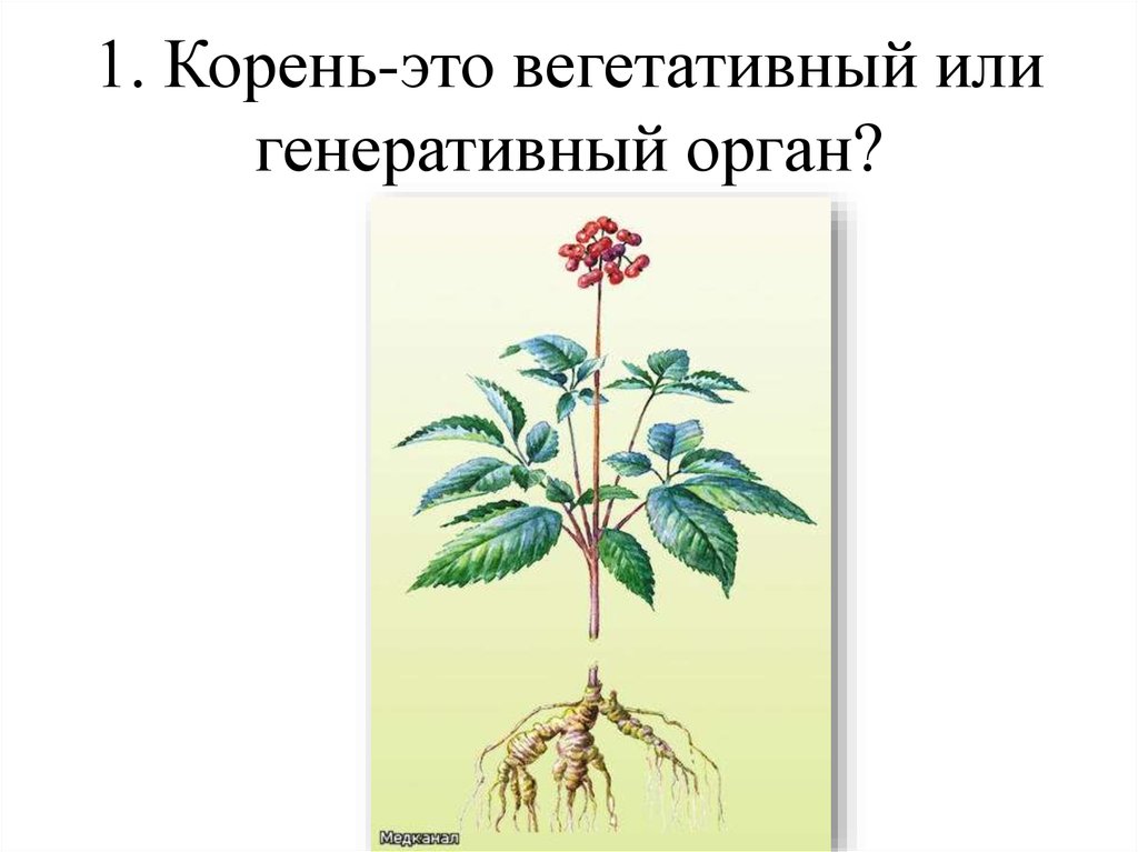 Корень генеративный орган растений. Вегетативные органы корень. Корнеплод генеративный или вегетативный. Корни растений. Корень это вегетативный или генеративный орган.