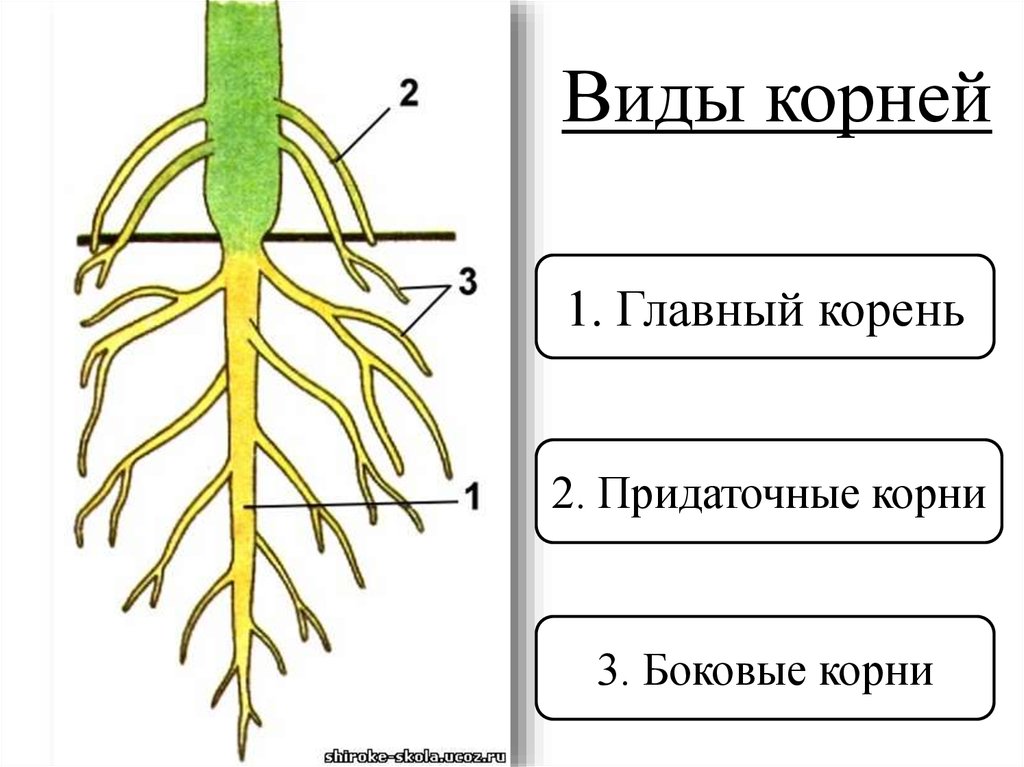 Боковые корни у растений. Строение придаточного корня.