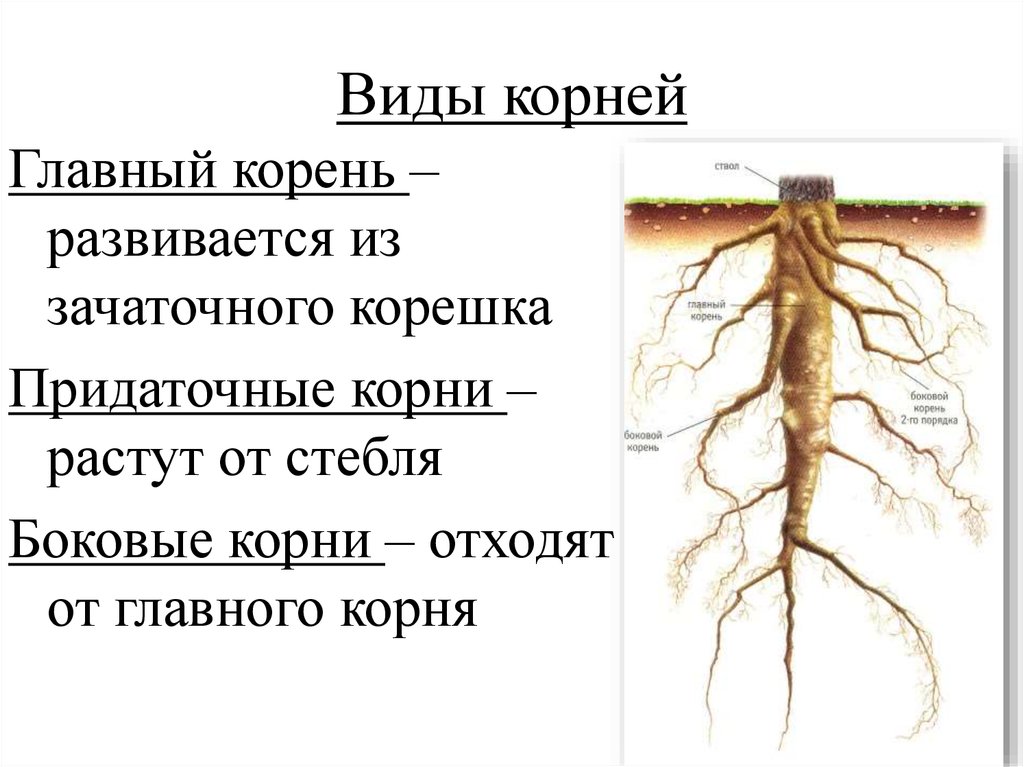 Выраженный главный корень. Корневая система придаточные корни. Биология корни и корневые системы.