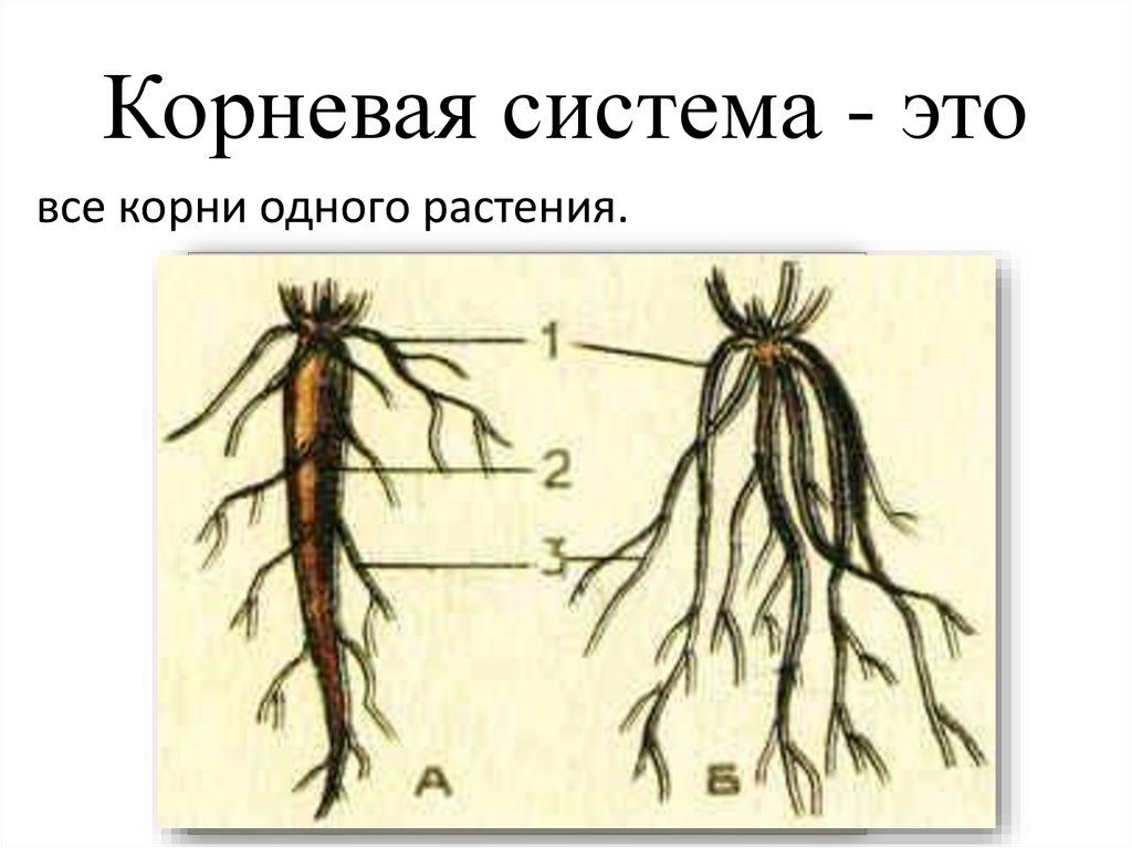 Легкий какой корень. Корень корневые системы 6 класс. Корневая система растений схема. Корень и корневая система. Корневая система цветка.