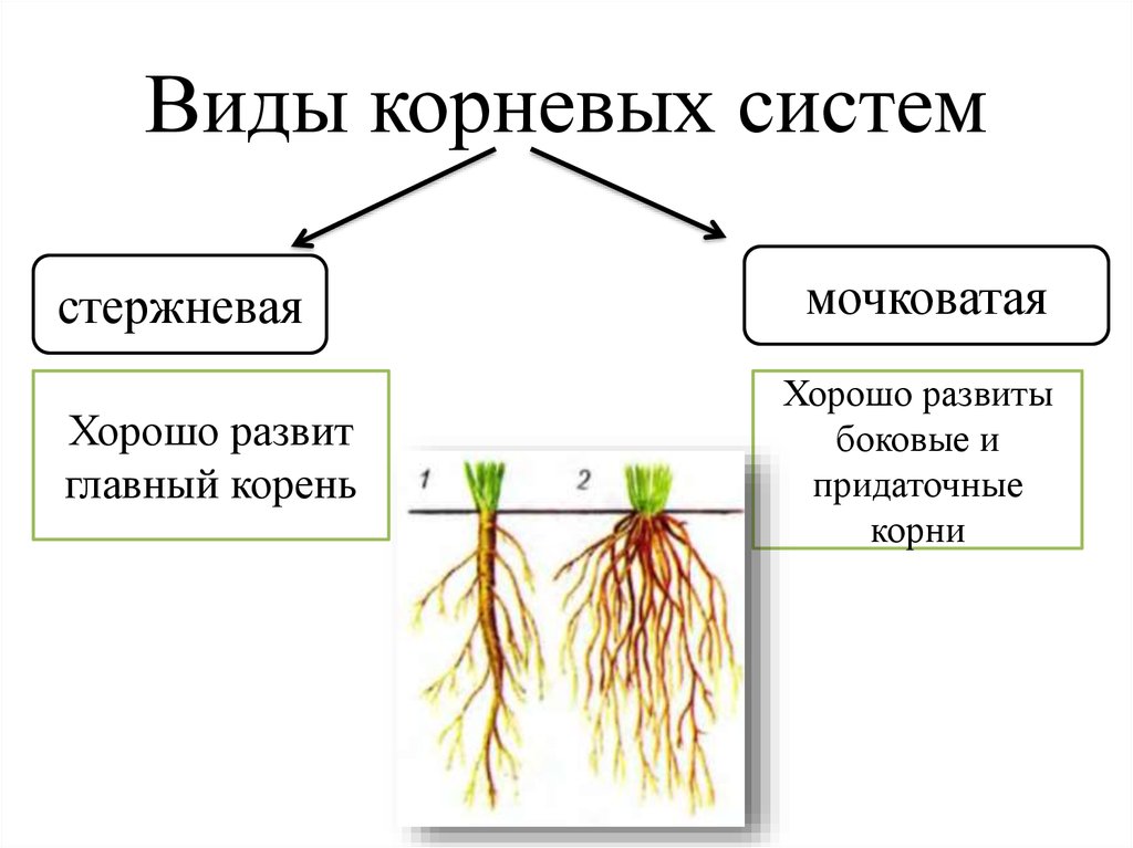 Перечислите корневые системы