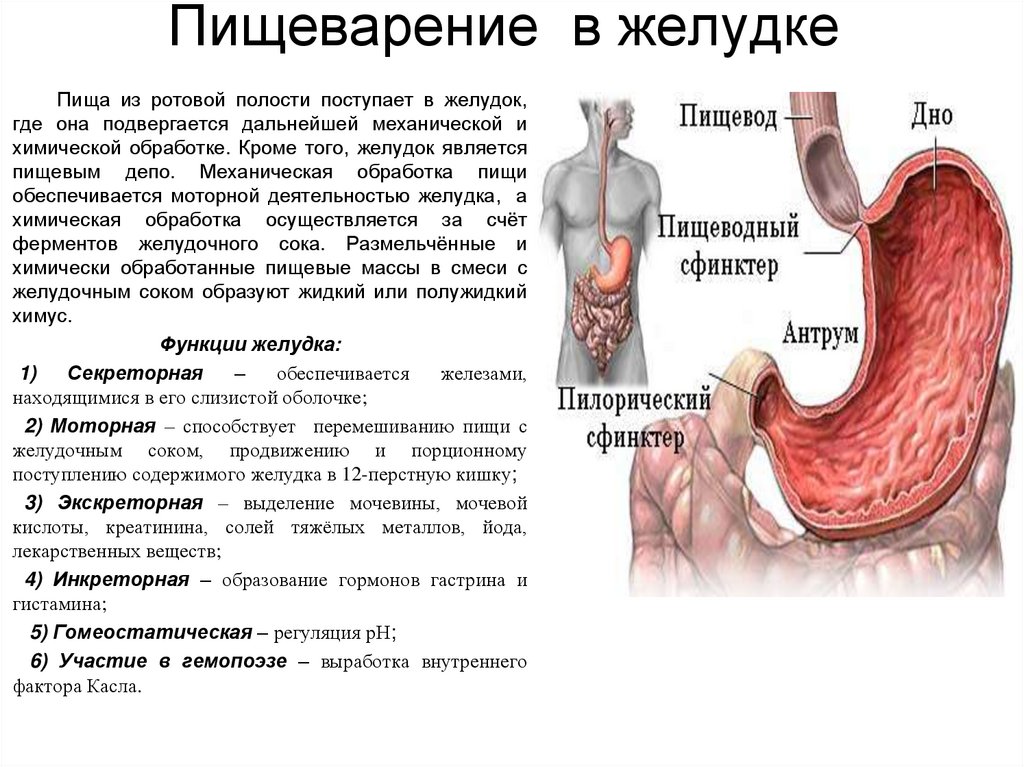 Почему желудок полный. Схема пищеварения в ротовой полости в желудке. Функции пищеварения в ротовой полости и желудке. Пищеварение в желудке желудочный сок функции. Строение пищеварение в ротовой полости и в желудке.