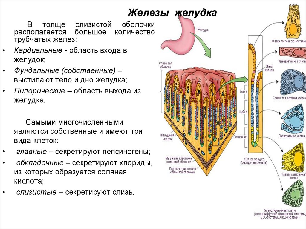 Клетки пищеварительных желез. Железы слизистой оболочки желудка. Строение слизистой оболочки желудка клетки. Клетки собственных желез желудка и их функции. Клеточный состав желез.