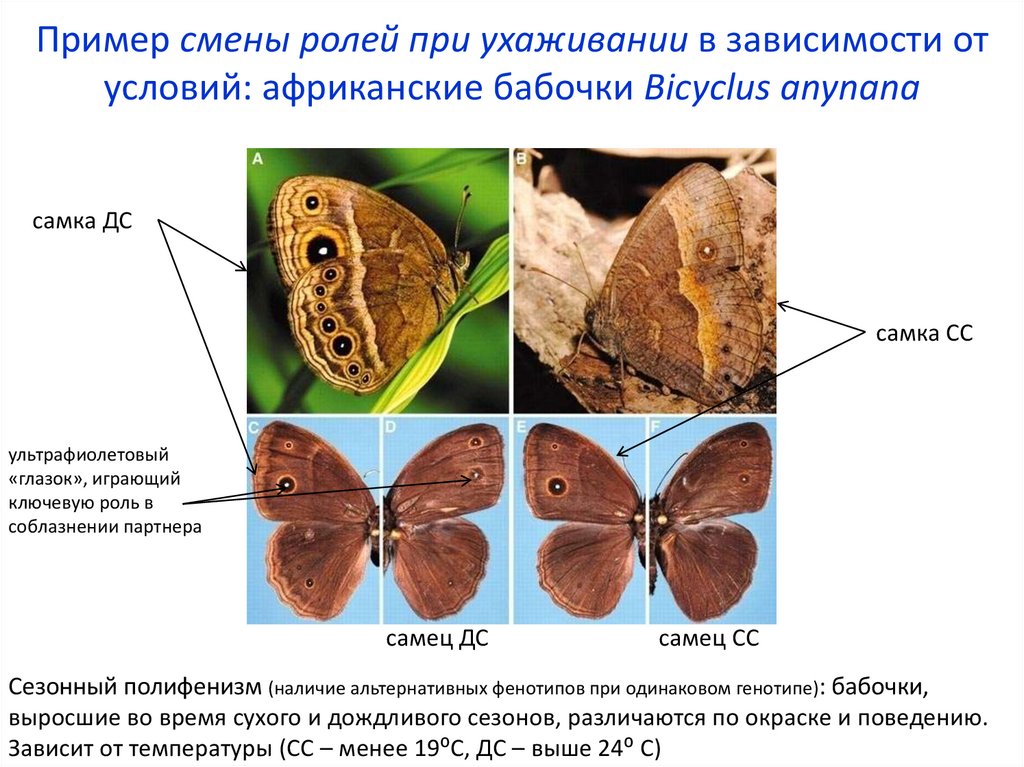 Пример смены ролей при ухаживании в зависимости от условий: африканские бабочки Bicyclus anynana