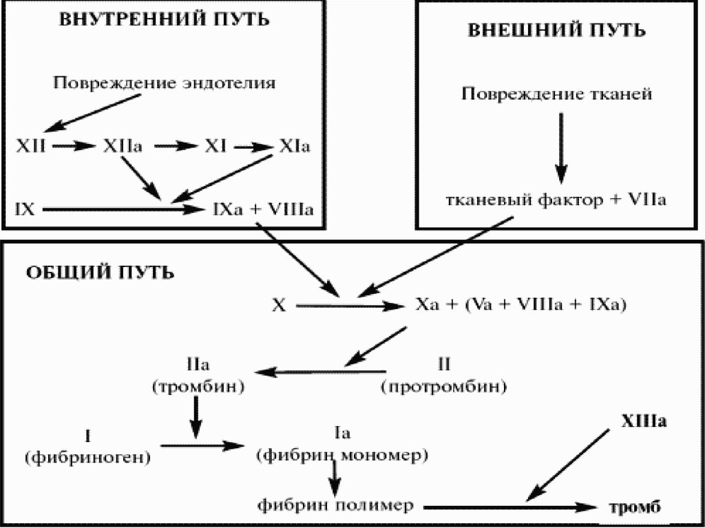 Схема коагуляции гемостаза