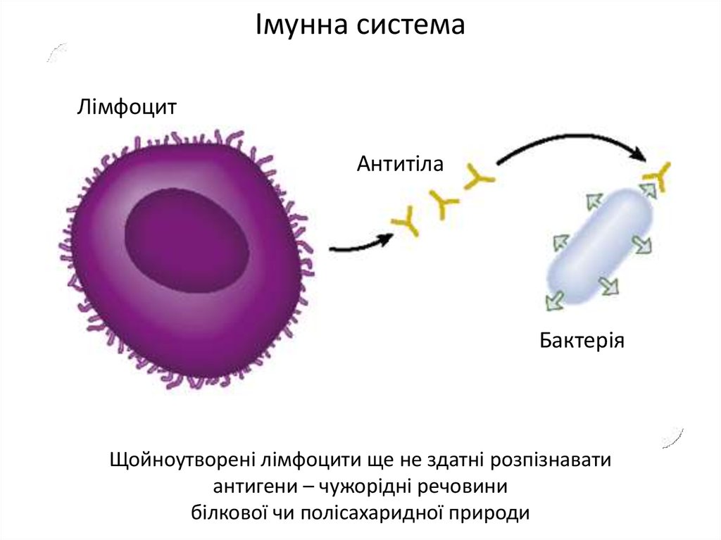 Антитела иммунной системы. Иммунитет антитела антигены. Антигены картинки. Комплекс антиген антитело. Антиген антитело картинки.