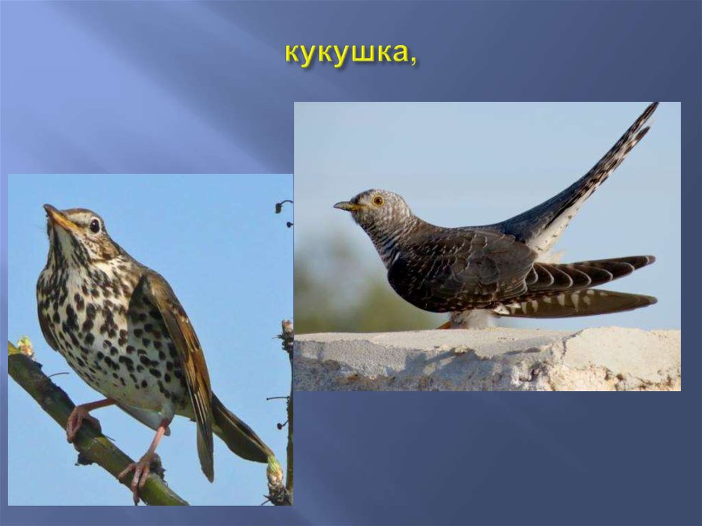 Птицы архангельской области фото с названиями и описанием