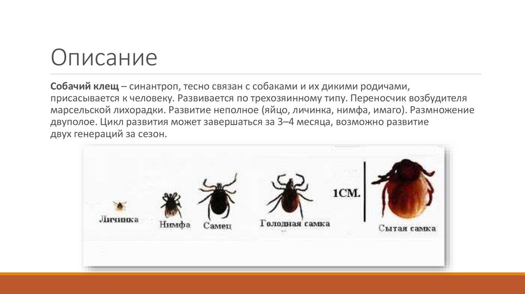 Жизненный цикл собачьего клеща схема