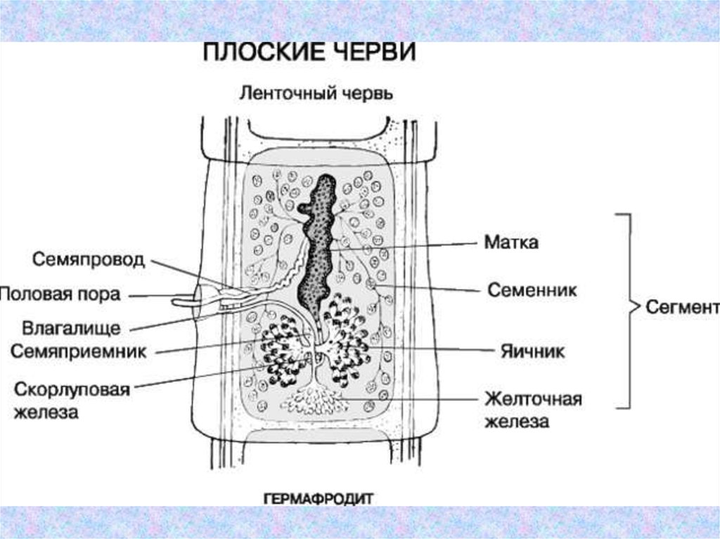 Нервная половая система. Строение членика ленточного червя. Строение половой системы цестод. Половая система ленточных червей. Плоские черви класс ленточные черви строение.