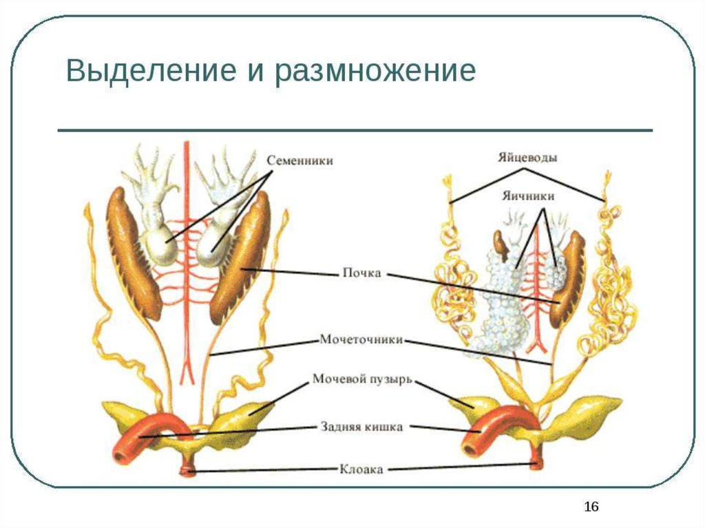 Половая система рисунки. Хвостатые половая система. Половая система всех живых. Размножение выделением. Размножение выделение яда.