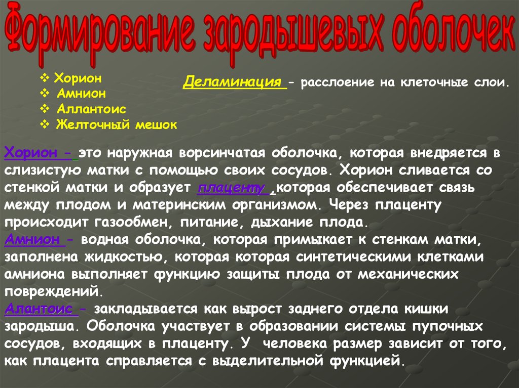 Оплодотворение и развитие зародыша человека презентация 8 класс