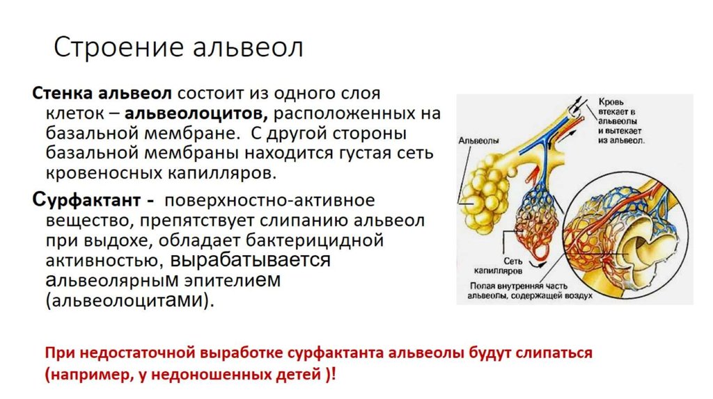 Стенки легочных пузырьков образованы одним слоем. Строение альвеолы анатомия. Стенки легочных пузырьков состоят. Из чего состоят стенки альвеол. Микроскопическое строение альвеол.