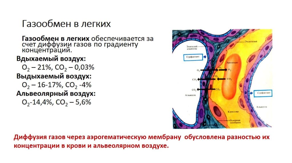 Газообмен