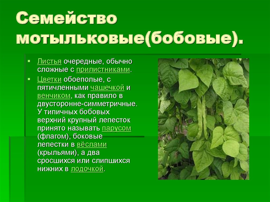 Презентация семейство бобовые 6 класс пасечник