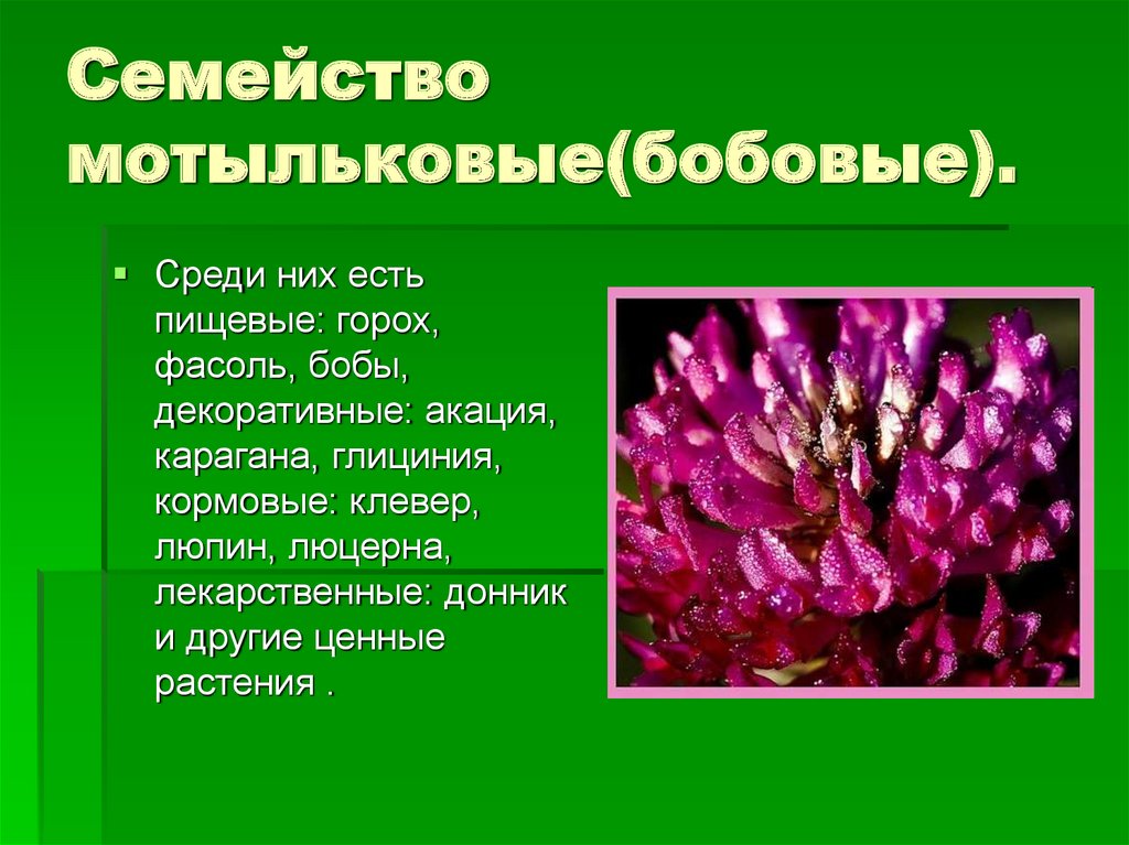 Семейство бобовые презентация