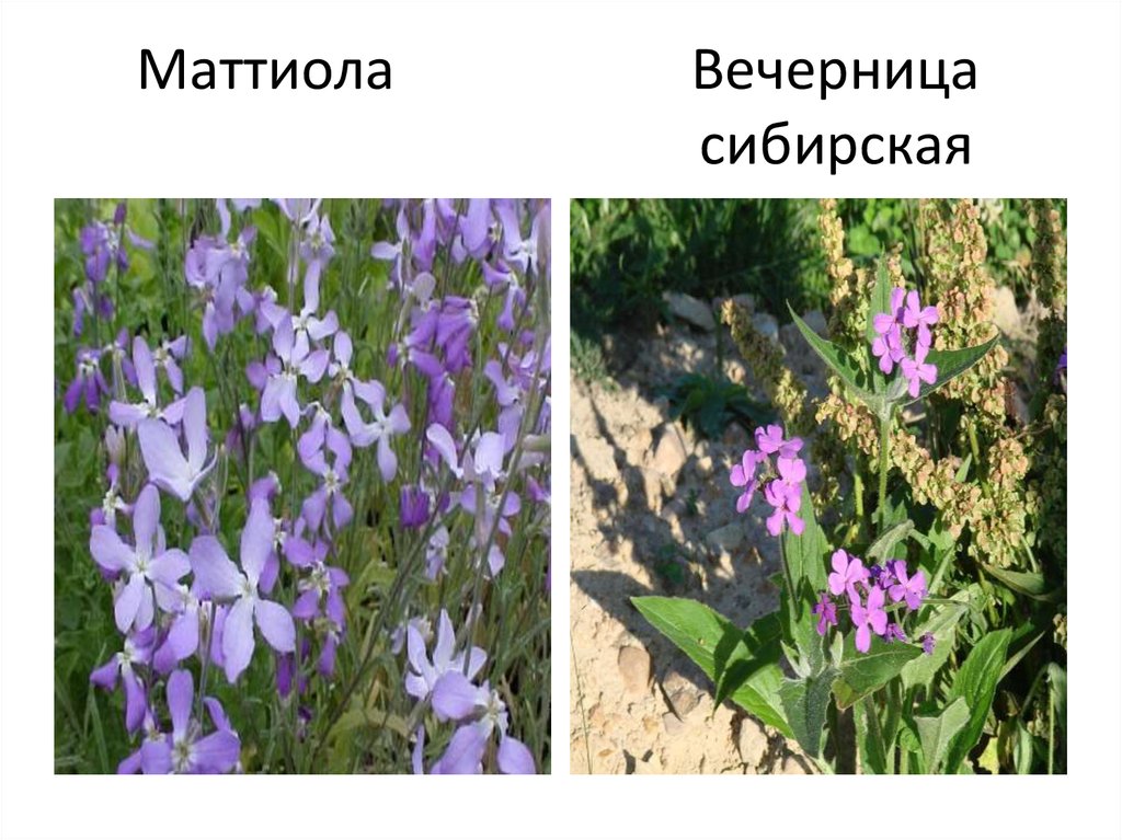 Маттиола Вечерница сибирская