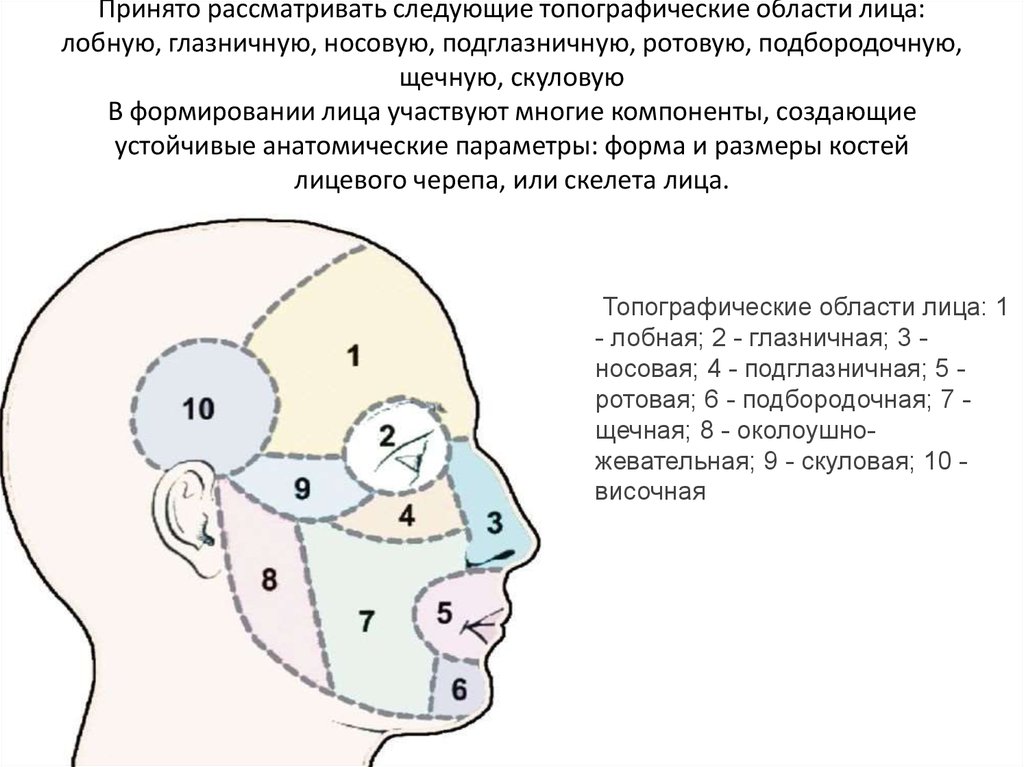 Затылок область. Топография лицевого отдела головы анатомия. Топография щечной области лицевого отдела головы. Боковая область лица топографическая анатомия. Боковая область лица границы.