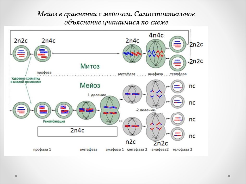 Деление клеток спорангия мейозом. Таблица митоз мейоз 1 мейоз 2. Митоз и мейоз 2. Набор хромосом в фазах мейоза 1. Мейоз схема 2n2c.
