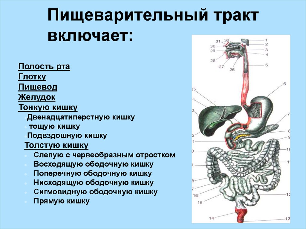 Орган пищеварительной железы. Железы пищеварительной системы.