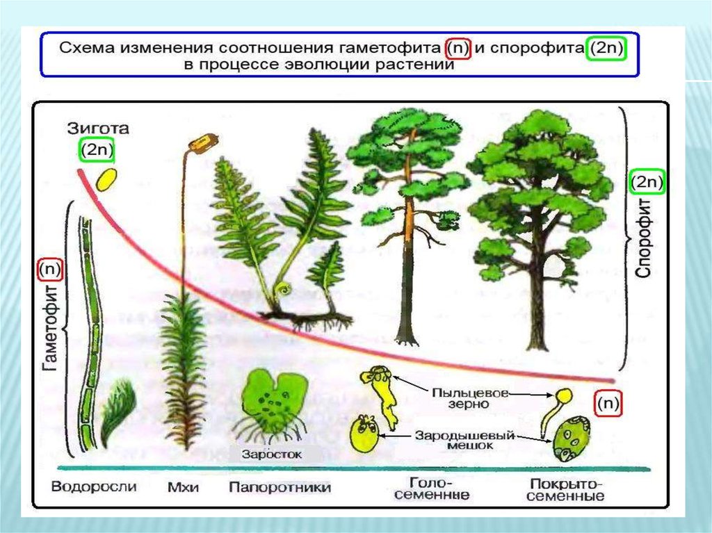 Какой спорофит у водорослей. Цикл споровых растений схема. Высшие споровые растения жизненный цикл. Жизненный цикл споровых растений схема ЕГЭ. Схема жизненного цикла растений гаметофит.