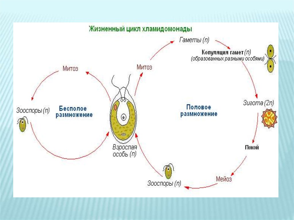 Каким номером на рисунке обозначена диплоидная стадии жизненного цикла