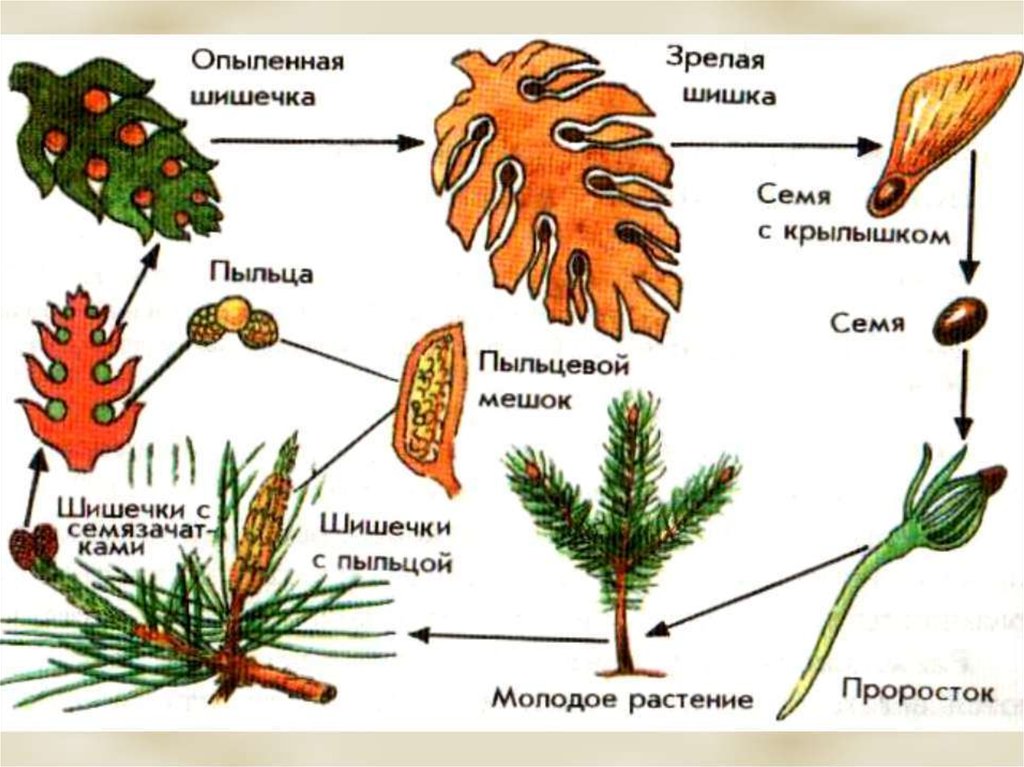 Циклы растений презентация