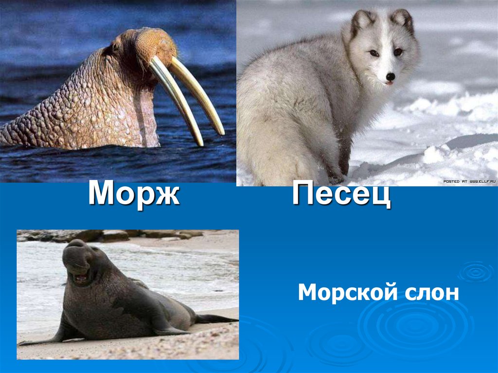 Белый медведь морж и тюлень природная зона