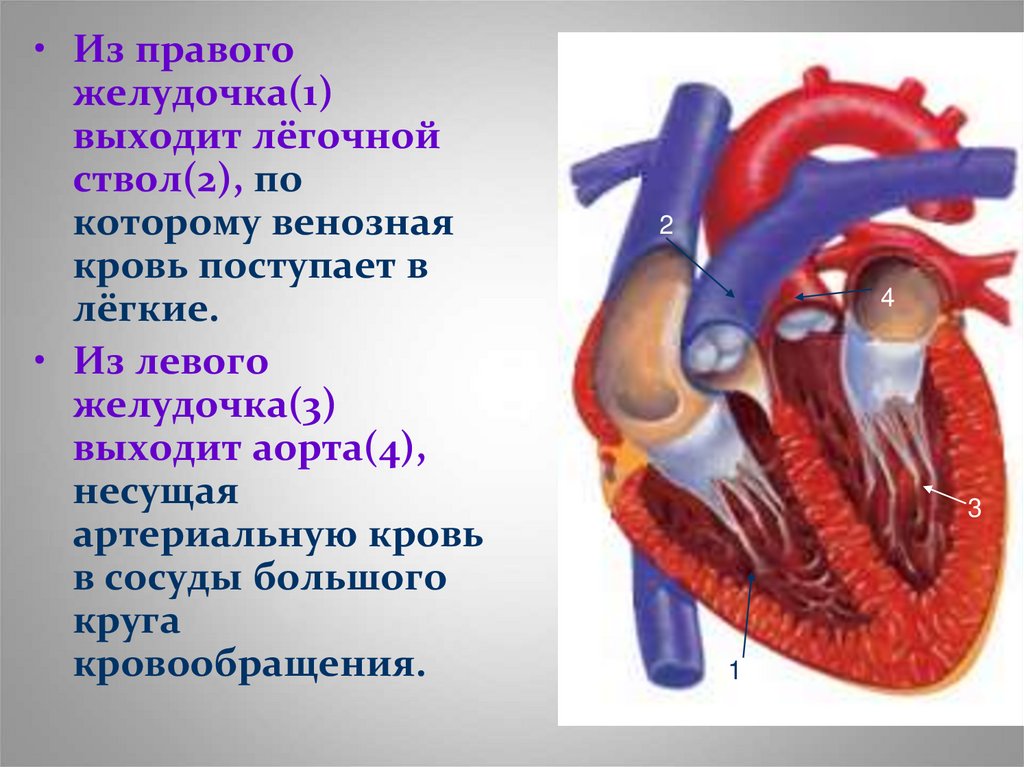 У каких животных тело снабжается артериальной кровью