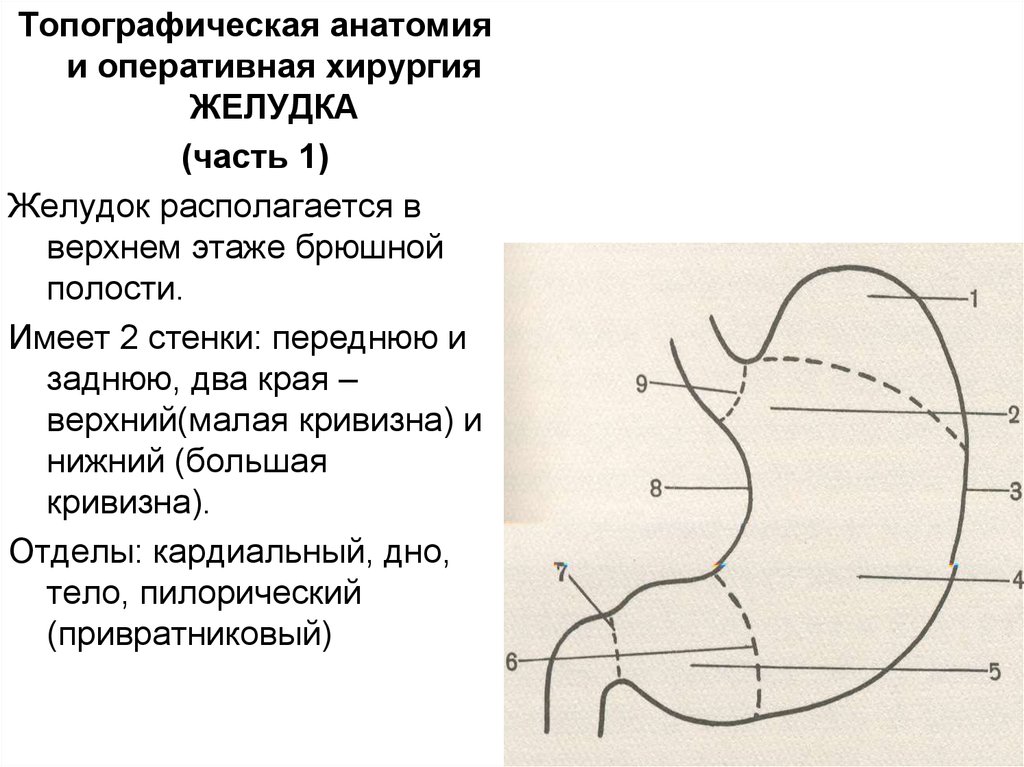 Оперативная анатомия. Хирургическая анатомия желудка схема. Отделы желудка топографическая анатомия. Дренирующие операции на желудке топографическая анатомия. Желудок топография строение функции.