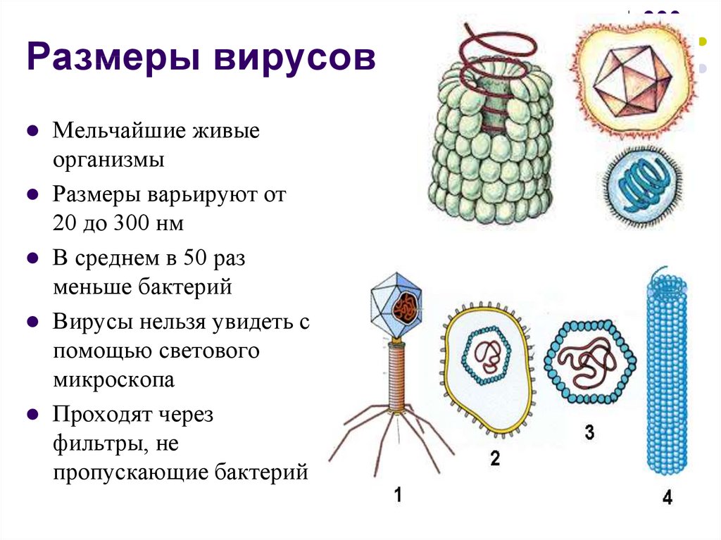 Мельчайшая форма жизнь. Строение вирусов и бактерий. Вирус герпеса вирус табачной мозаики бактериофаг. Размер вируса и бактерии сравнение. Размеры структура и строение вирусов.