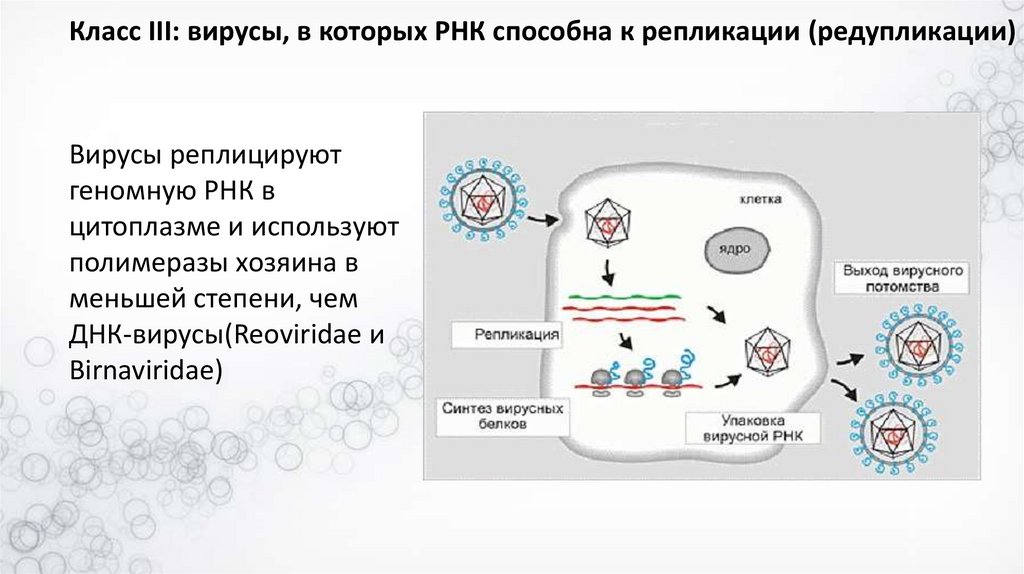 Синтез вирусного белка