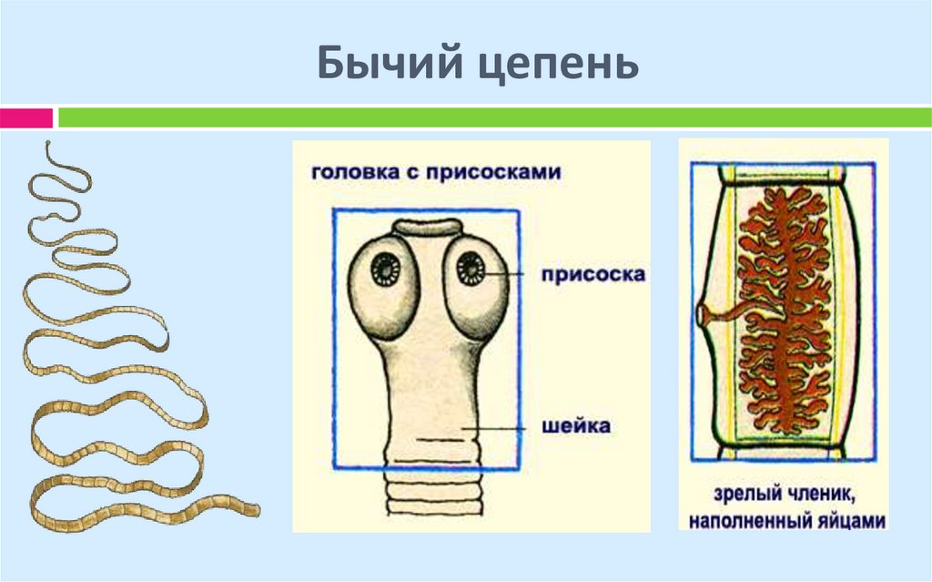 Строение бычьего цепня. Ленточные черви бычий цепень. Ленточные черви бычий цепень строение. Строение ленточного червя бычий цепень.