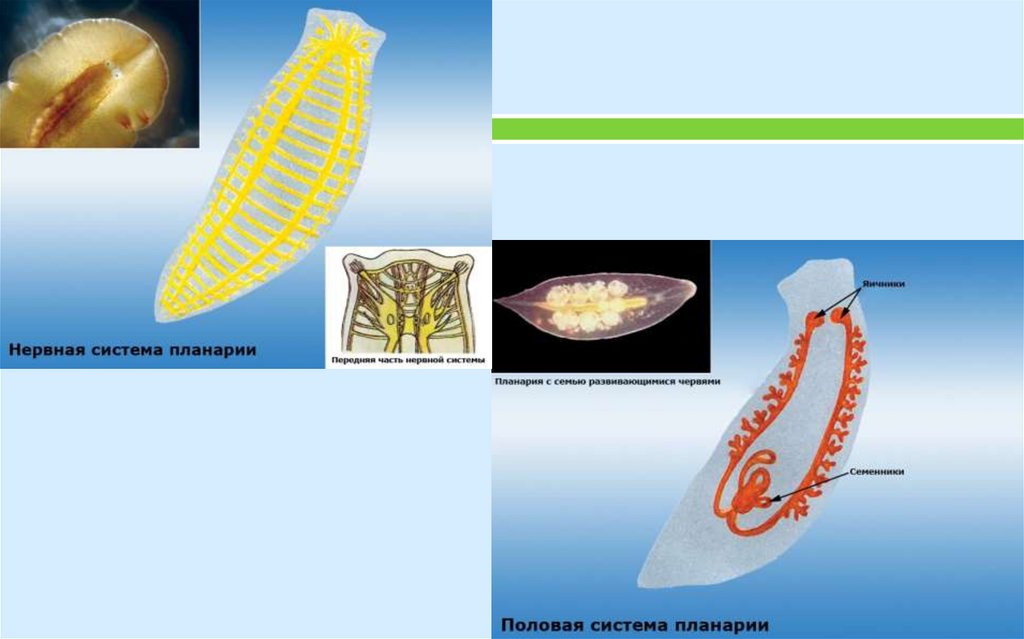 Нервная система планарии. Статоцисты у планарии. Класс Ресничные черви молочная планария. Белая планария дыхательная система. Нервная система белой планарии.
