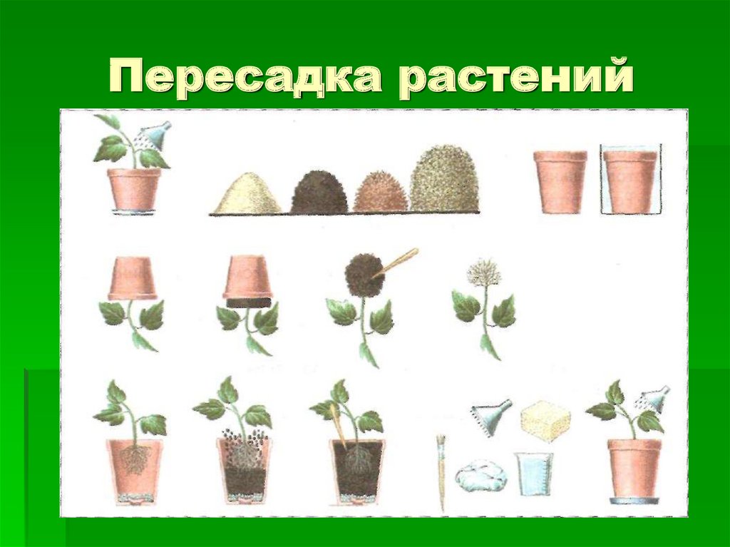 Алгоритм по уходу за растениями в детском саду в картинках