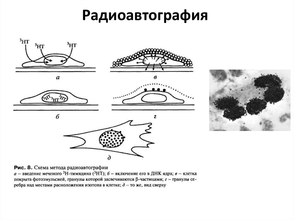 Метод меченых атомов презентация