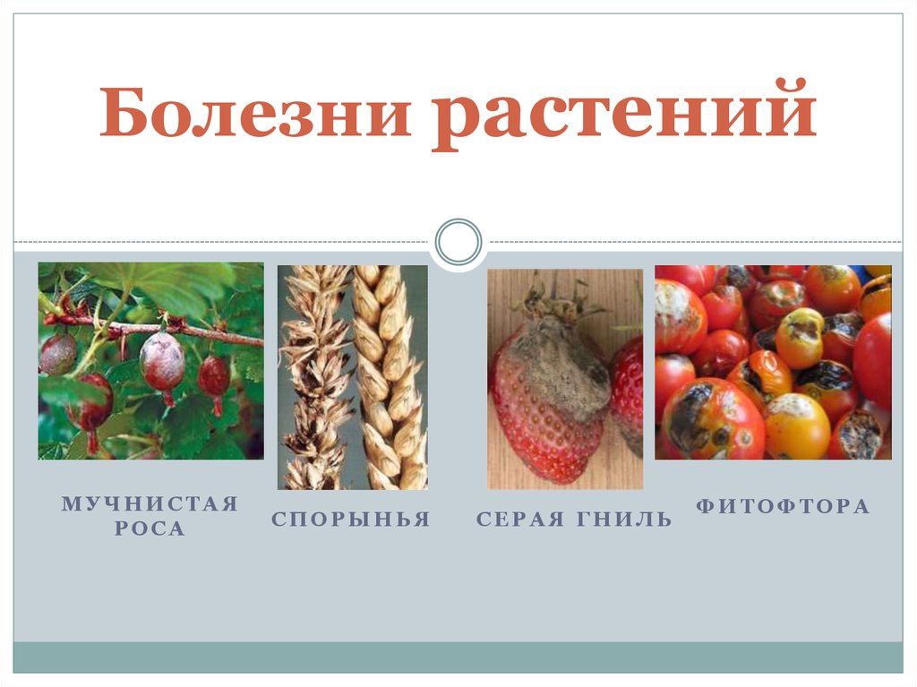 Грибы и их значение в природе и жизни человека 7 класс презентация технология