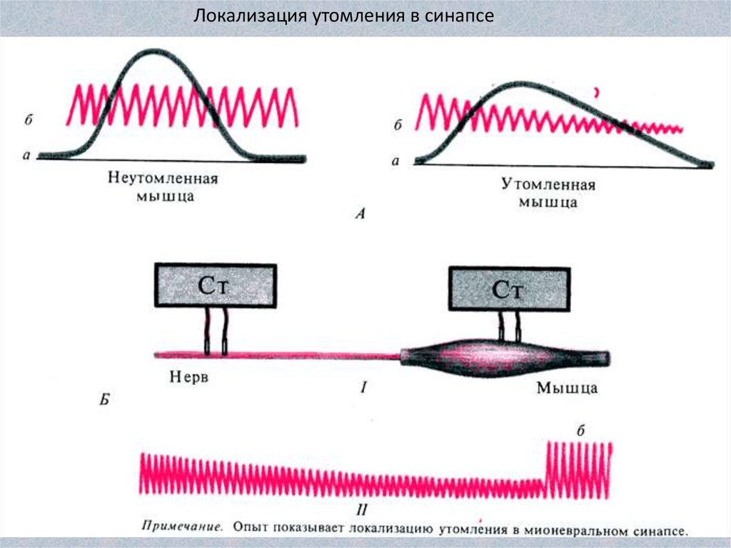 Что такое утомление мышц. Локализация утомления в нервно-мышечном препарате. Кривая утомления в нервно-мышечном препарате. Схема утомления мышц. Причины утомления скелетных мышц.