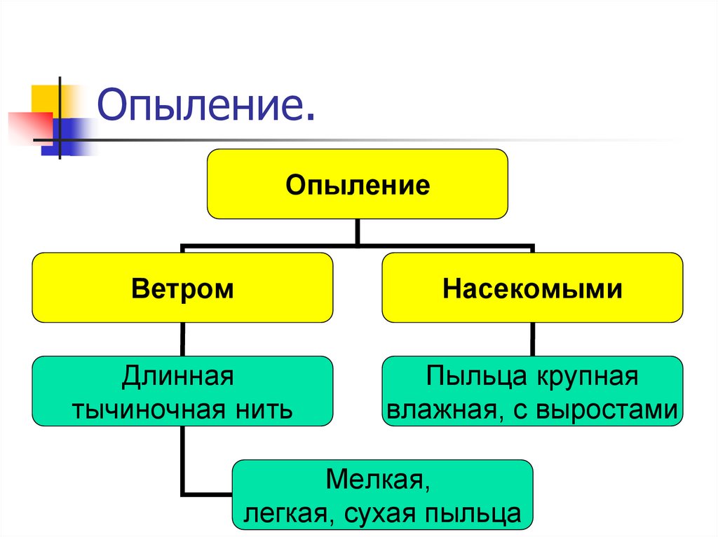 Опыление ветром