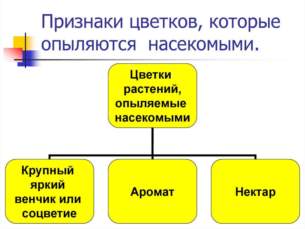 Признаки цветковых растений