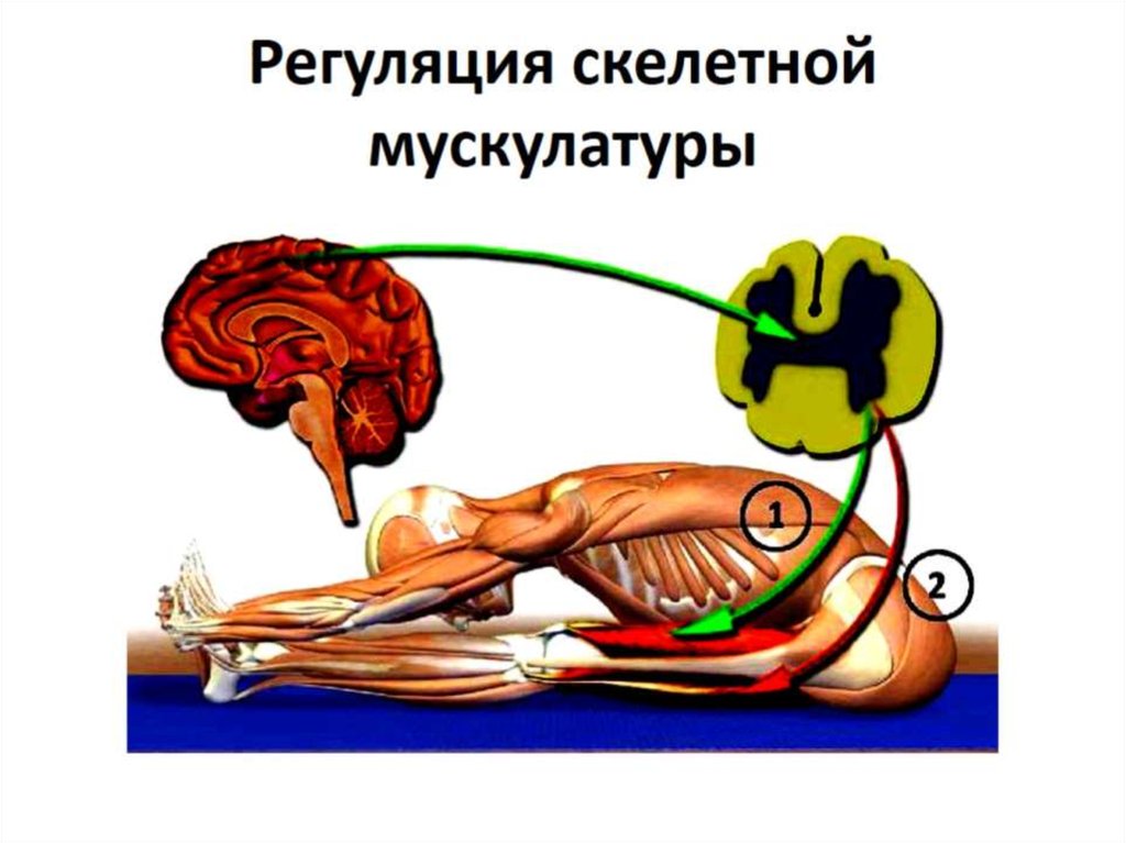 Регуляция скелетной мускулатуры