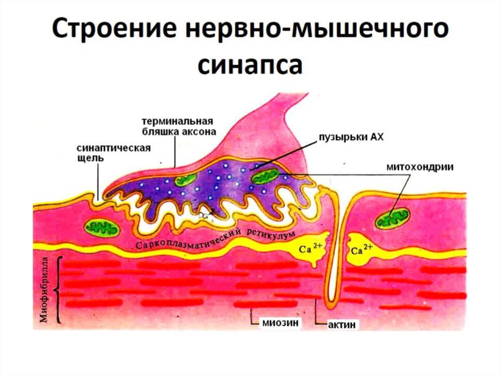 Строение нервно-мышечного синапса