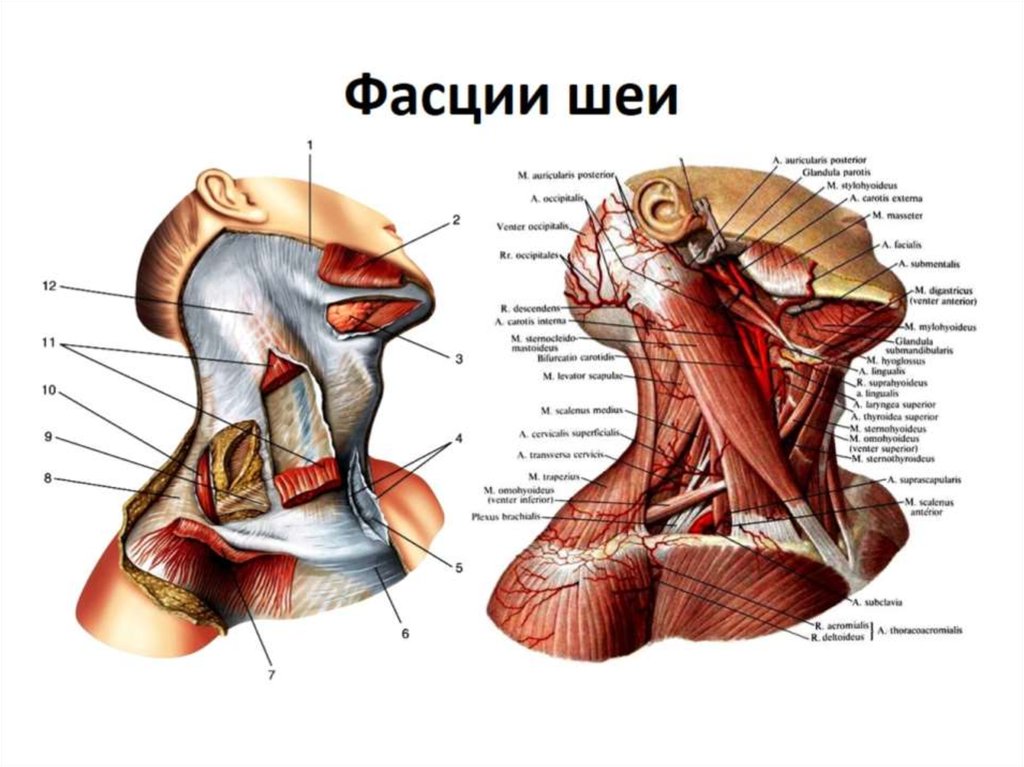 Фасции шеи