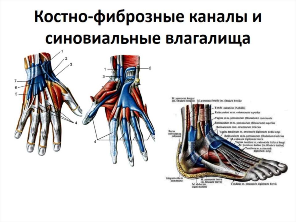 Костно-фиброзные каналы и синовиальные влагалища
