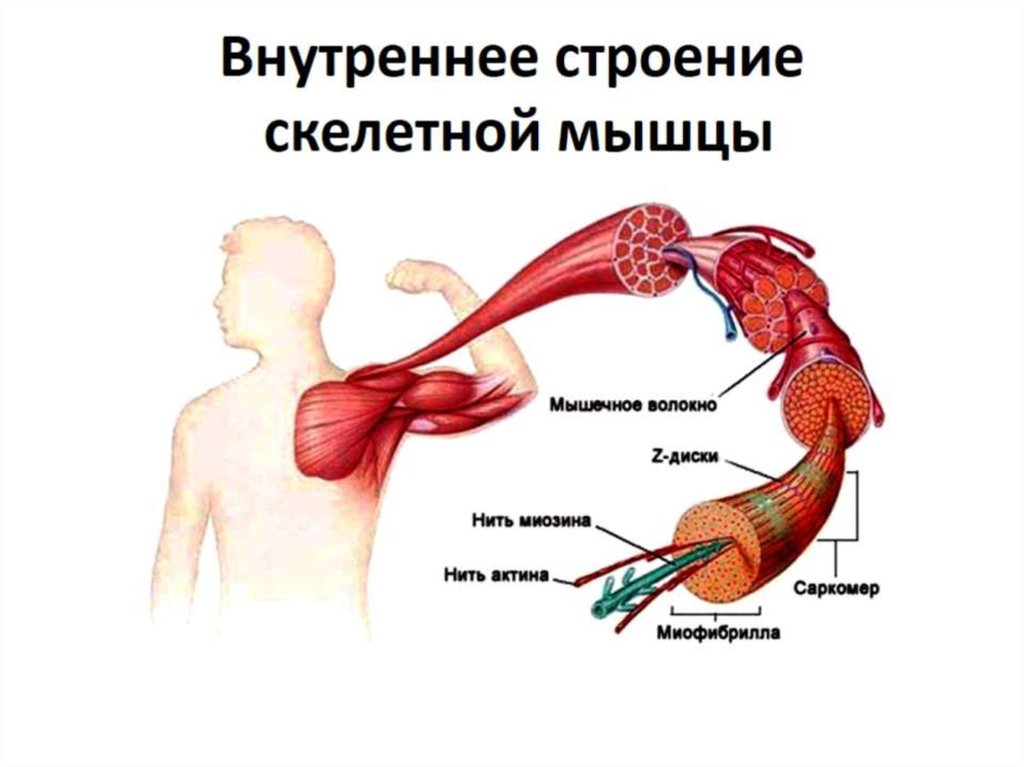 Каково строение скелетной мышцы. Внутренне строение мышцы. Внутреннее строение мыш. Внутренние скелетные мышцы. Строение мышцы внутри.